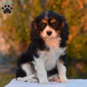 Betsy, Cavalier King Charles Spaniel Puppy